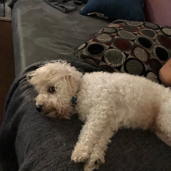 Meet your Posher, Ayman - Picture 1 of 1